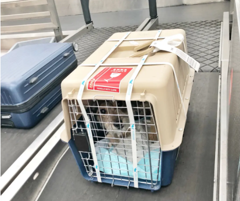 广东宠物托运 宠物托运公司 机场宠物托运 宠物空运